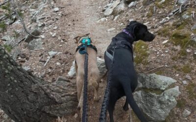 What My Dog Reminded Me About Leadership